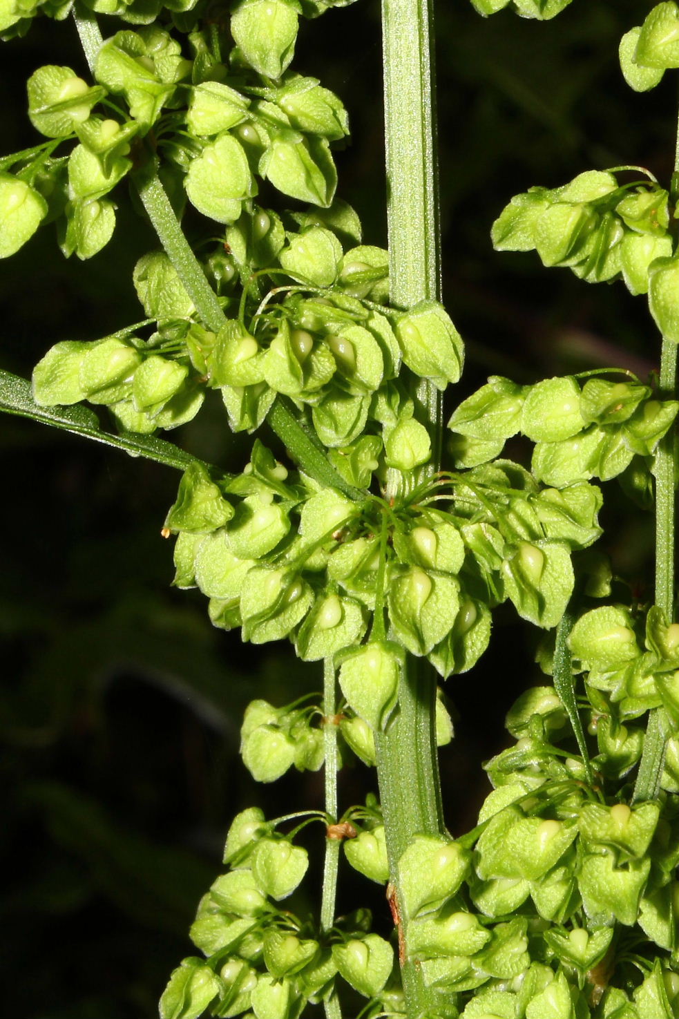 Rumex da determinare-2